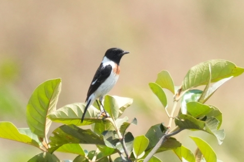 African Stonechat