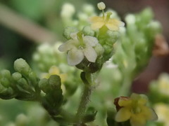 Patrinia glabrifolia