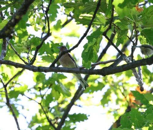Common Chaffinch