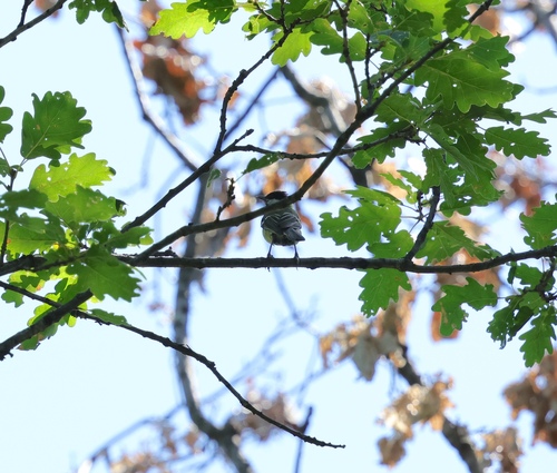 Great Tit