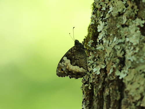 Woodland Grayling