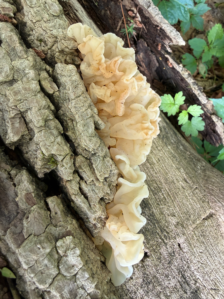 white jelly fungus · July 2026 · photo: Photo: (c) nebrooks, some rights reserved (CC BY) · iNaturalist