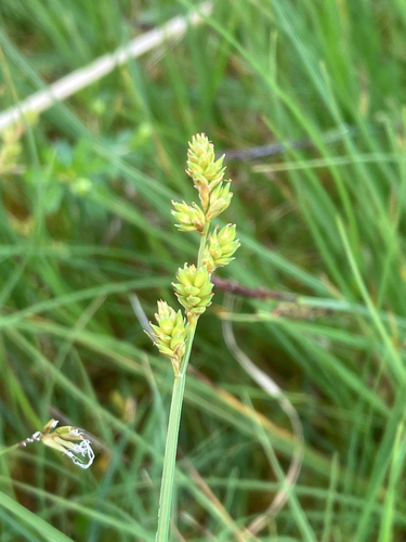 hoary sedge