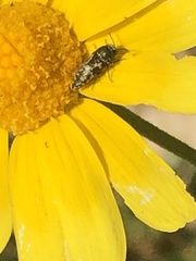 Acmaeodera neglecta neoneglecta