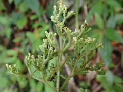 Patrinia glabrifolia