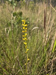 Aletris aurea, photograph (c) Jody Shugart, some rights reserved (CC BY)