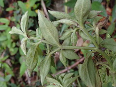 Patrinia glabrifolia