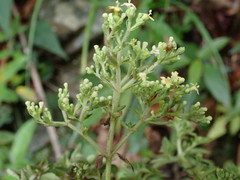 Patrinia glabrifolia