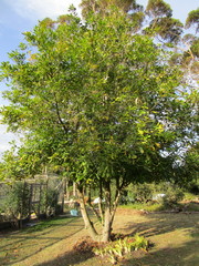 Macadamia ternifolia