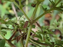 Patrinia glabrifolia