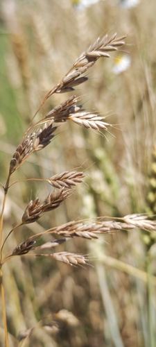Rye Brome