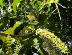 Macadamia ternifolia