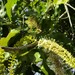 Macadamia ternifolia - Photo (c) Evie Bowen, osa oikeuksista pidätetään (CC BY-NC), lähettänyt Evie Bowen