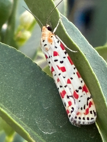 Crimson-speckled Flunkey