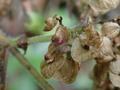 Patrinia glabrifolia