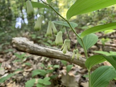 Polygonatum multiflorum