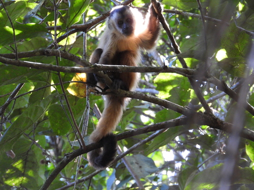 Black-striped Capuchin