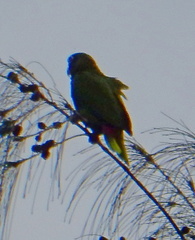 Amazona ventralis