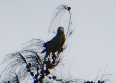 Amazona ventralis