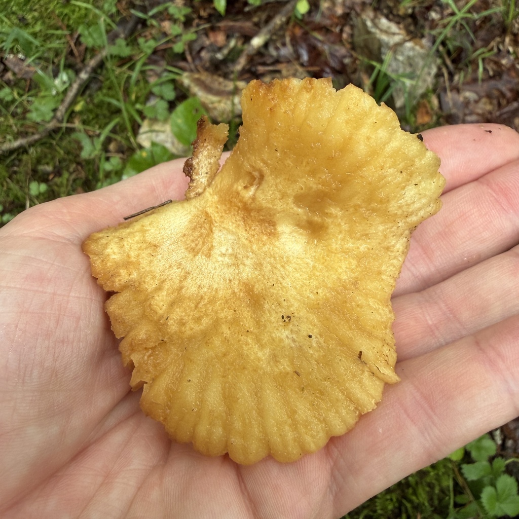 Russula earlei · July 2026 · photo: Photo: (c) Conway Hawn, some rights reserved (CC BY) · iNaturalist