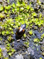 Plamius quadrinotatus