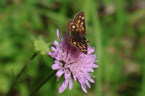 Chequered Skipper