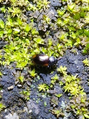 Plamius quadrinotatus