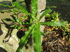 Macadamia ternifolia