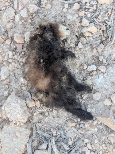 Western Polecat