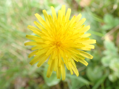 Celtic Dandelion (Taraxacum celticum) · iNaturalist