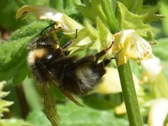 Bombus campestris