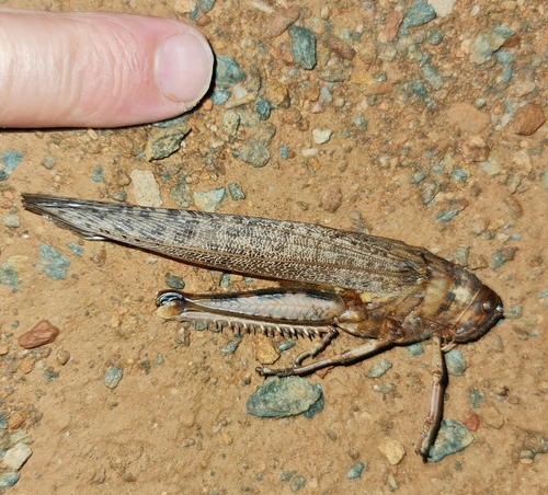 Tree Locust
