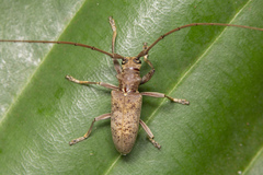 Acalolepta rusticatrix