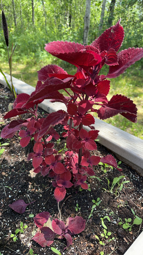 Coleus