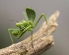 Stagmatoptera