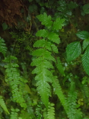 Leptogramma tottoides