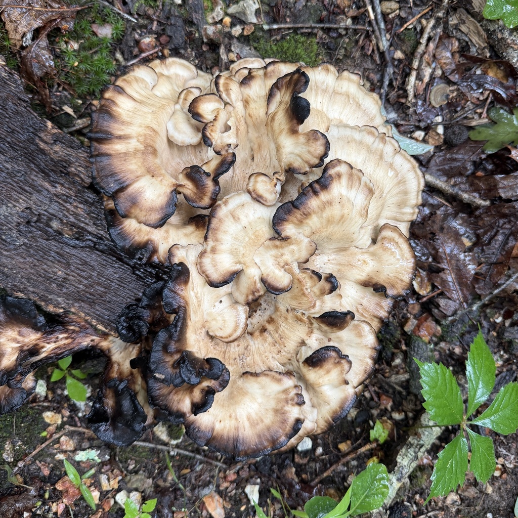 Black-staining Polypore · July 2026 · photo: Photo: (c) Conway Hawn, some rights reserved (CC BY) · iNaturalist