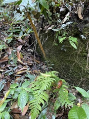 Leptochilus decurrens