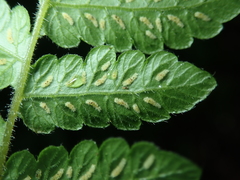 Leptogramma tottoides