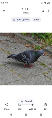 Feral Pigeon