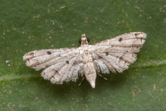 Sufetula