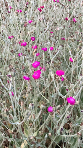 Rose campion