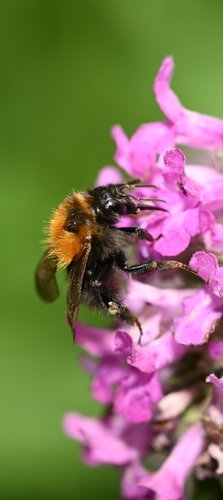 Bombus pascuorum moorselensis