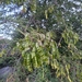 Acacia flava
