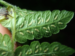 Leptogramma tottoides