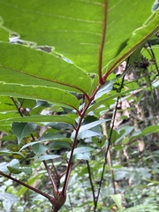 Meliosma rhoifolia