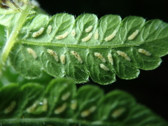 Leptogramma tottoides