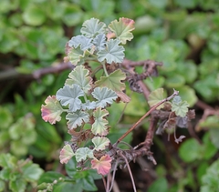 Pelargonium fragrans
