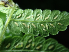 Leptogramma tottoides
