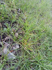 Poaceae